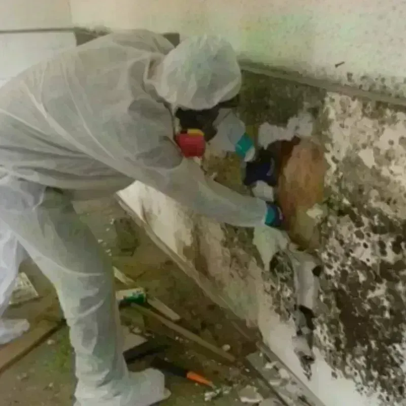 Mold Remediation and Removal in Lee County, FL